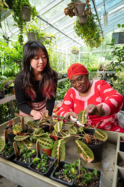 Two people work with potted plants in a greenhouse filled with hanging and tabletop greenery during a gardening activity.