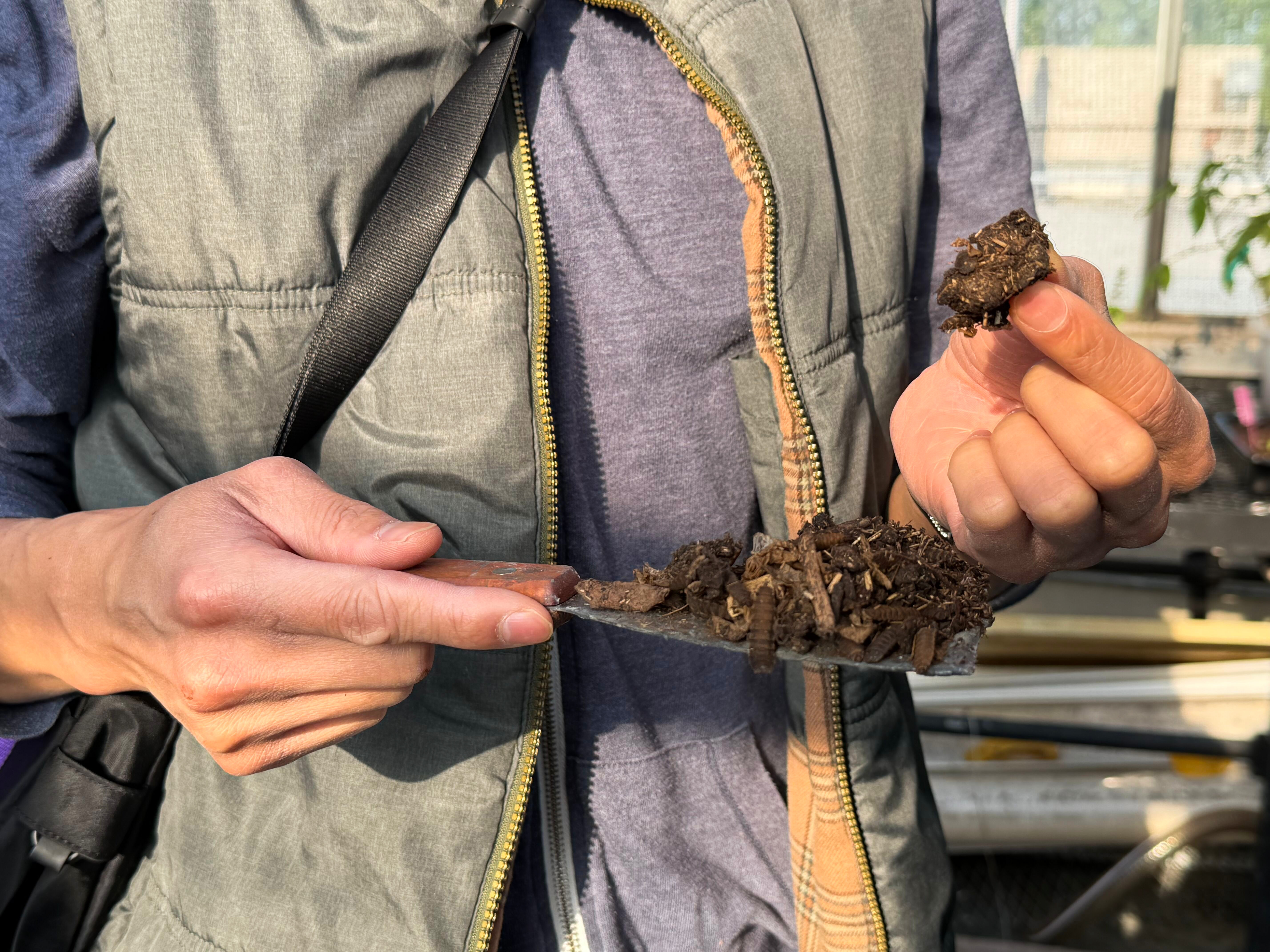 Closeup of researcher's hands. The left hand holds a black plastic spatula with fertilizer on top, while the right hand holds a piece of the fertilizer.