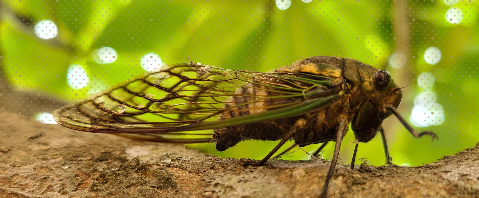 cicada sitting on a tree branch, there are graphic elemnts overlaying for creativity