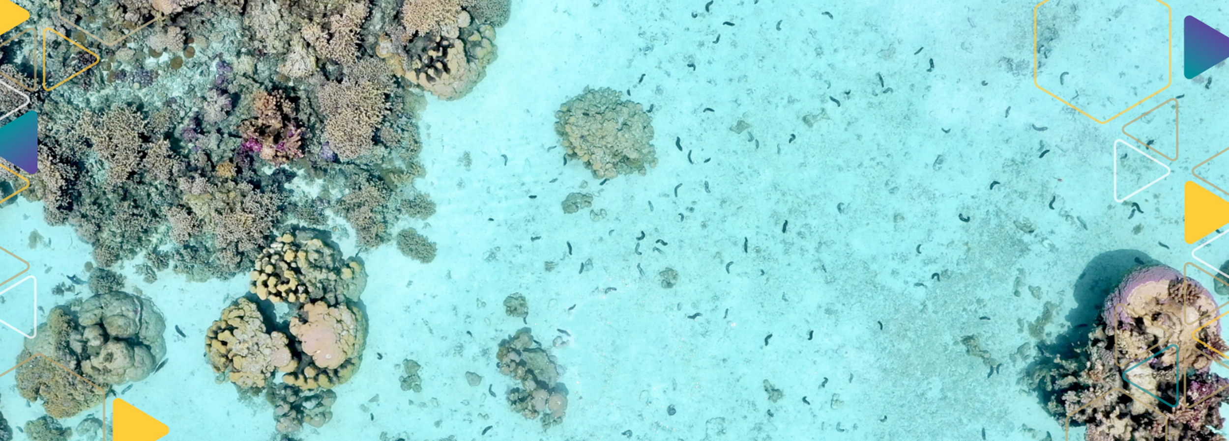 deep sea image of sea cucumbers with an overlay of hexagons