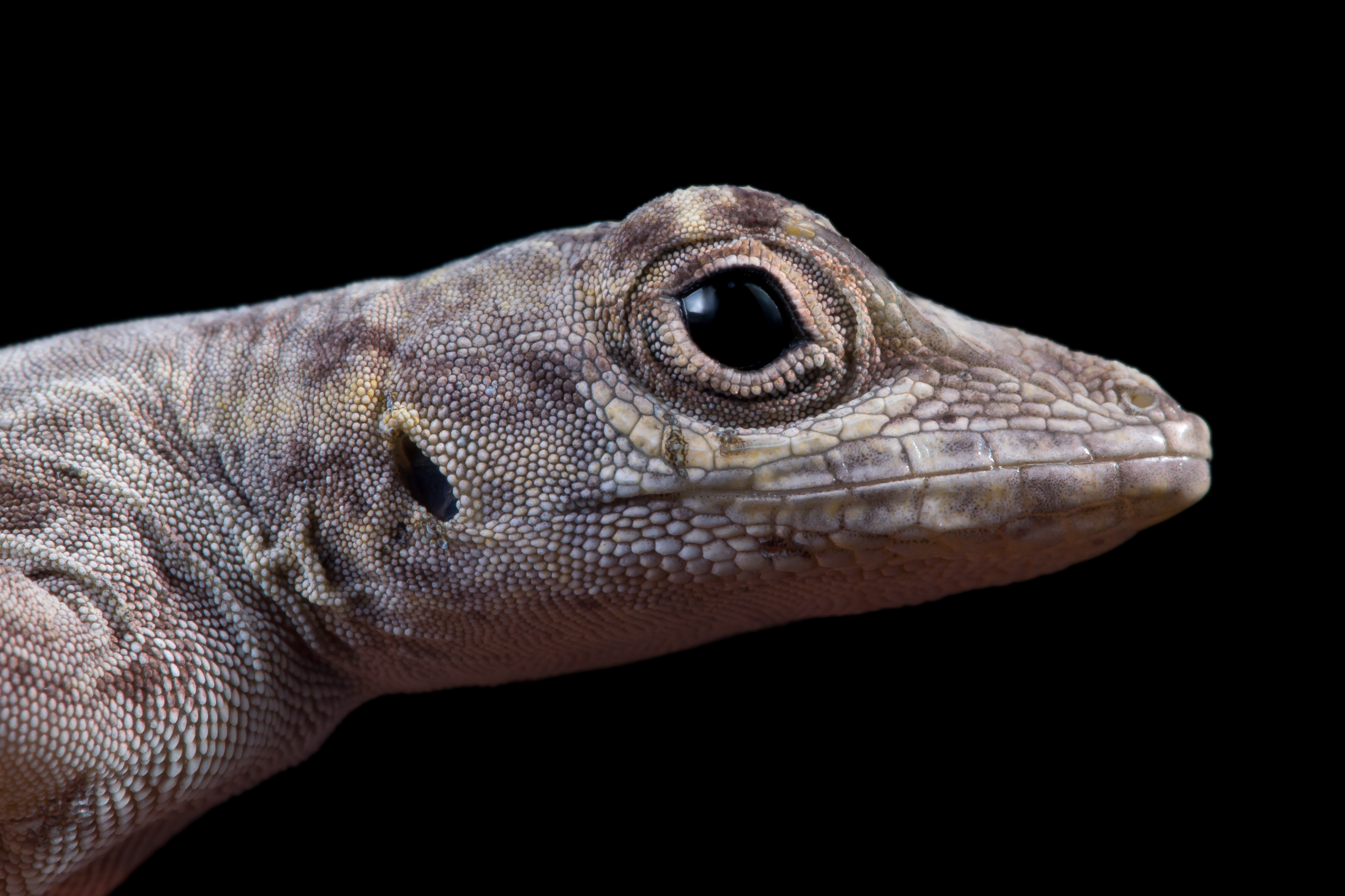 Anolis Distichus lizard in the wild