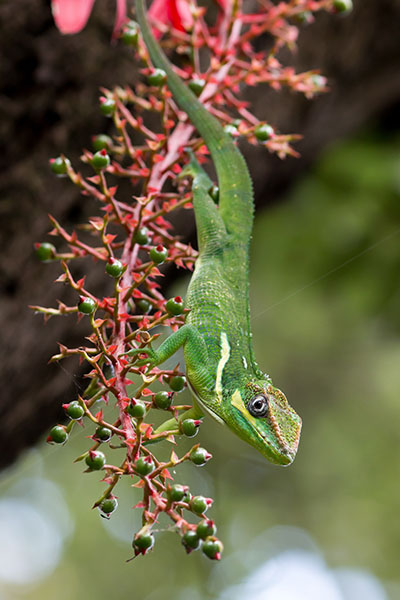 Anolis-equestris lizard