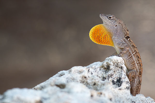 Anolis-sagrei lizard
