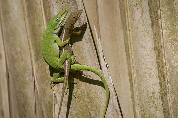 A pair of lizards entertwined