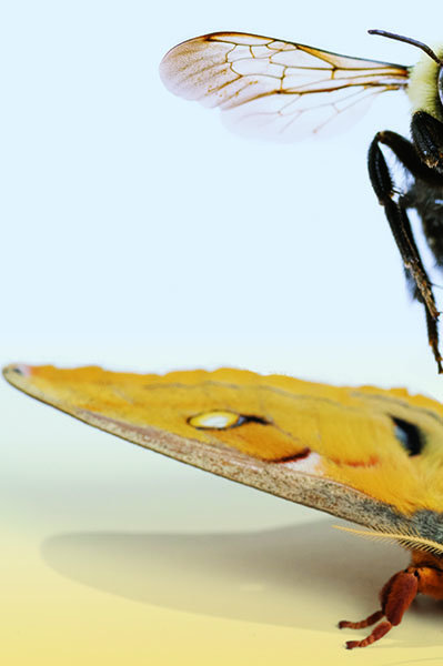 A researcher in the lab holding a hawkmoth