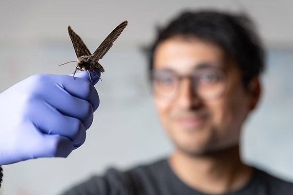 A moth flapping its wings