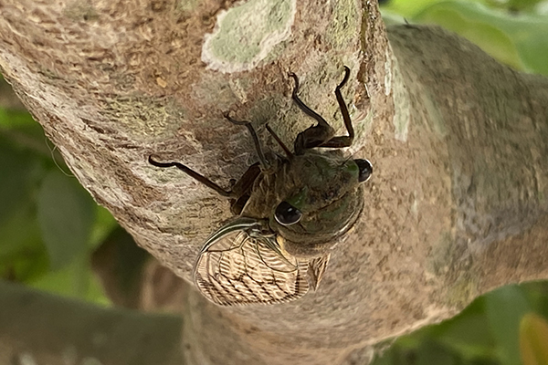 A closeup image of a cicada on a tree branch