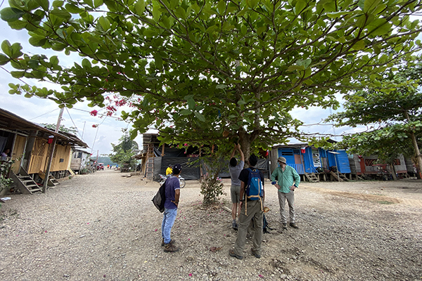 A group of Georgia Tech researchers observing cicadas urinating on tree branches in Peru