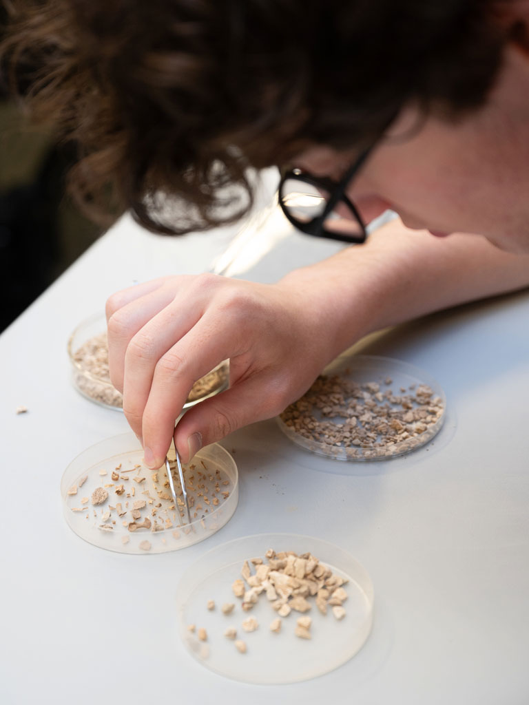 A student separates small bones and teeth from rocks.