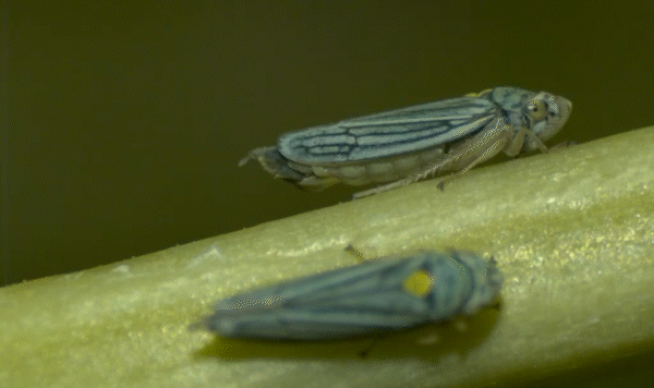 Two sharpshooters on a plant, urinating in droplets (full speed).