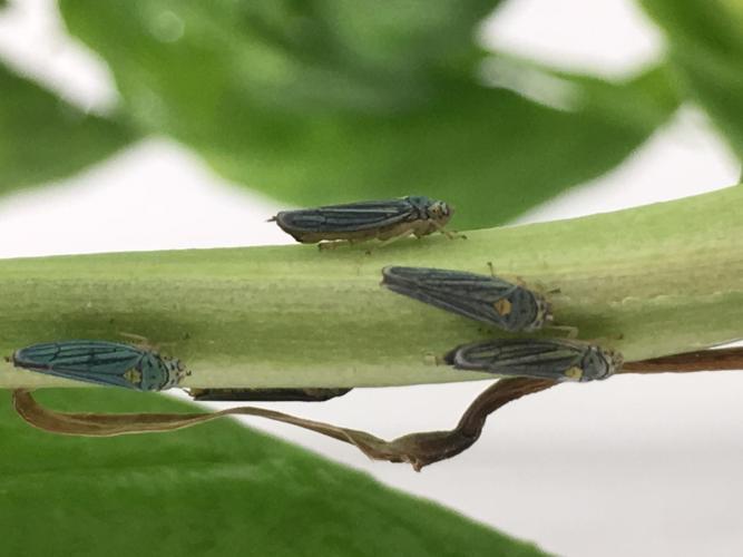 Super-fast Insect Urination Powered by the Physics of Superpropulsion 