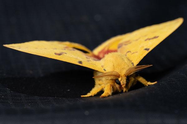 A closeup image of a moth