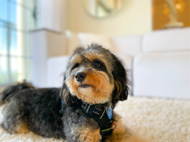 Cute Puppy wearing Pet Track Collar