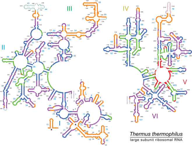 Thermus thermophilus - large submit ribosomal RNA