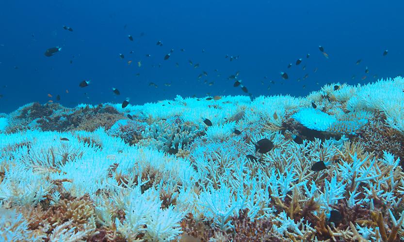 A reef of partially bleached coral under dark blue water with a variety of darkly colored fish swimming above the coral.