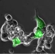 RNA Strand