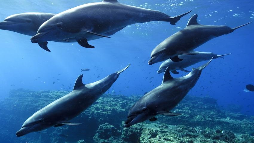 Dolphins swimming