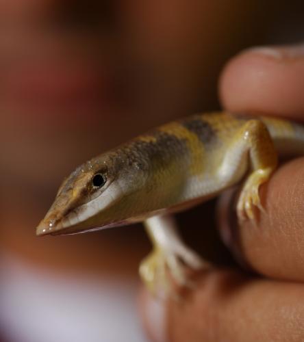 Sandfish lizard