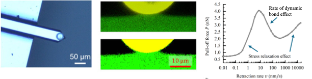 Three-panel figure showing soft-material adhesion experiments: a microscope image of a probe contacting a surface, fluorescence images of the contact area, and a graph showing pull-off force versus retraction speed, with stress relaxation and dynamic bond effects labeled.