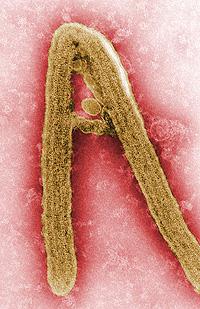 Marburg virus virion