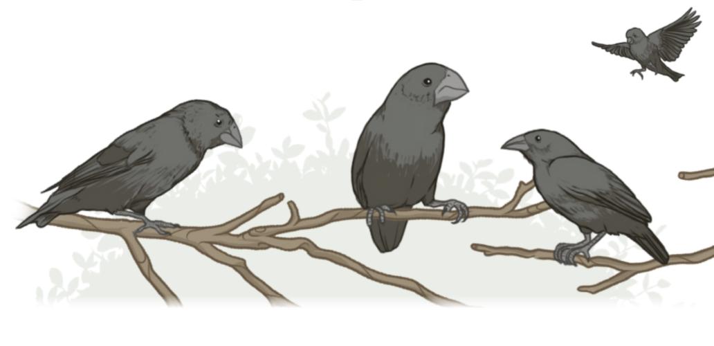 A 40-year field study of Galápagos ground finches (Geospiza sp.) has provided unparalleled insights into how natural selection operates in the wild and how new species might form. (Illustration: Mark Belan/ArtSciStudios)