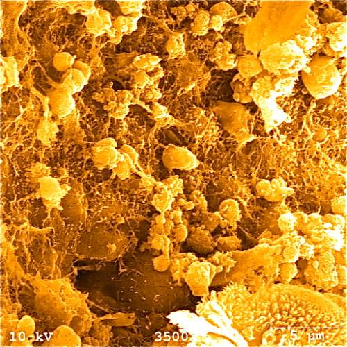 Stem Cells