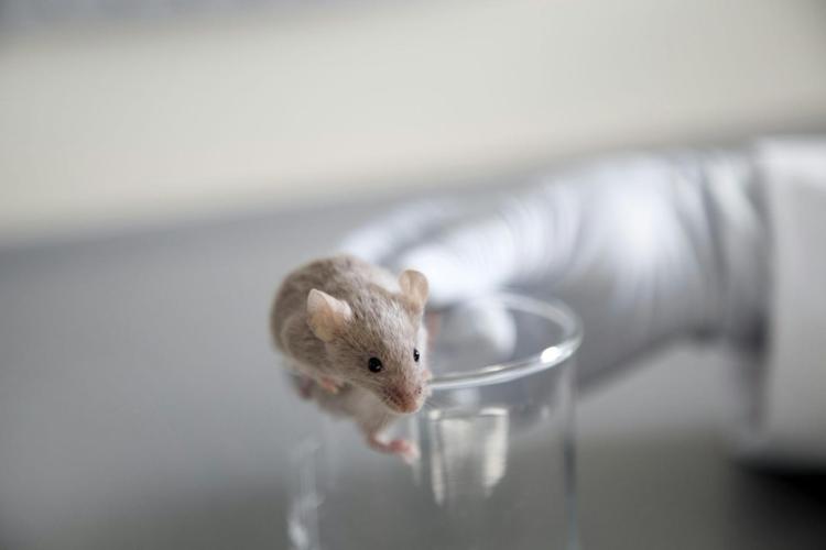  Mice have complex visual systems that can clarify how vision works in people. Westend61/Getty Images