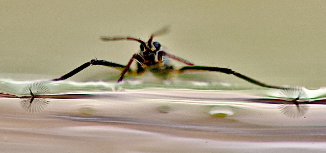 a water bug standing on water