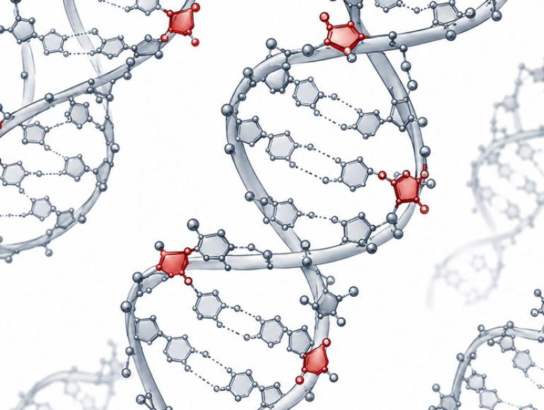 Scientific rendering of multiple DNA double helices with several embedded ribonucleotides highlighted in red along the strands. The red RNA building blocks appear at distinct locations within the gray DNA structure, illustrating how ribonucleotides can become incorporated into human DNA.