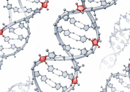 Scientific rendering of multiple DNA double helices with several embedded ribonucleotides highlighted in red along the strands. The red RNA building blocks appear at distinct locations within the gray DNA structure, illustrating how ribonucleotides can become incorporated into human DNA.