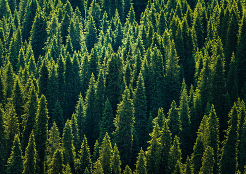 Southern pine trees
