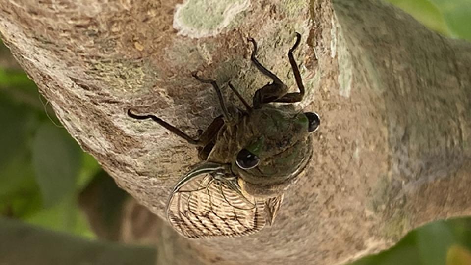Cicada