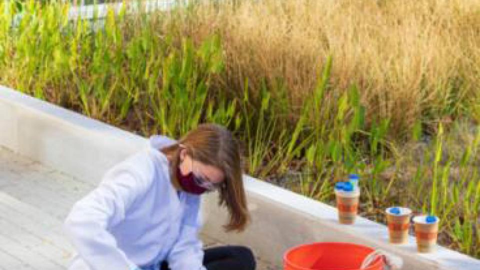 A student takes water samples from a reed bed at the Kendeda Builiding for Innovative Sustainable Design.