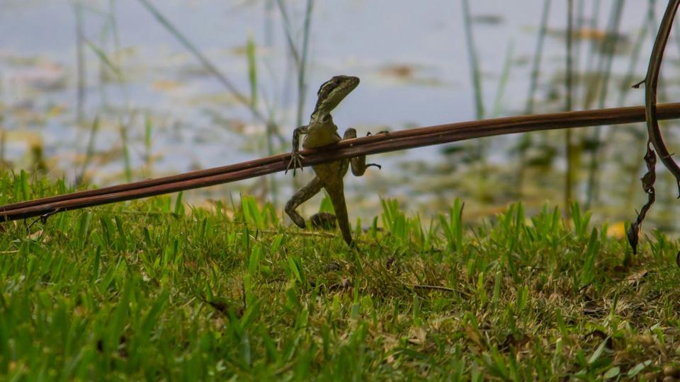 <p>A brown basilisk missing both its entire left forearm and part of its right hind limb. Brian Hillen</p> A brown basilisk missing both its entire left forearm and part of its right hind limb. Brian Hillen