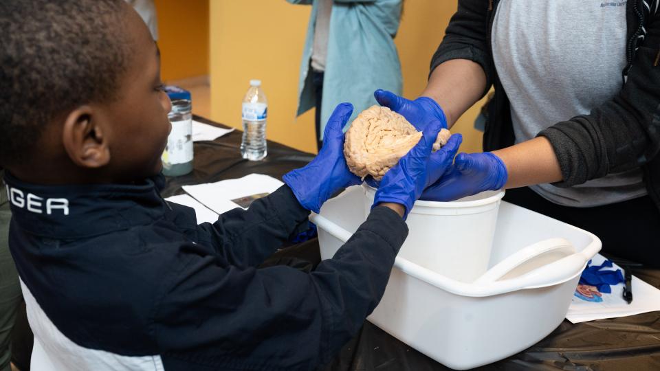 A young boy wearing blue latex gloves holds a human brain