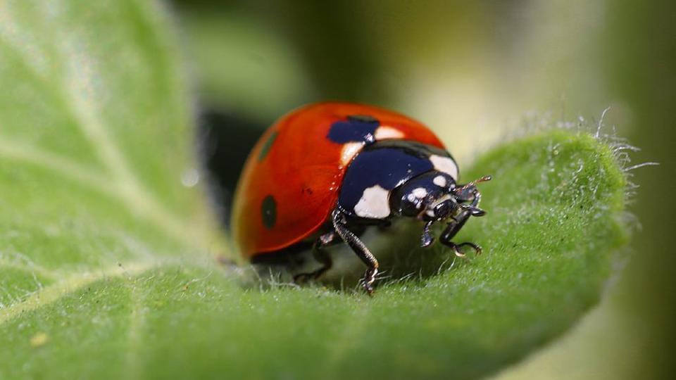 A ladybug on a green leaf.
