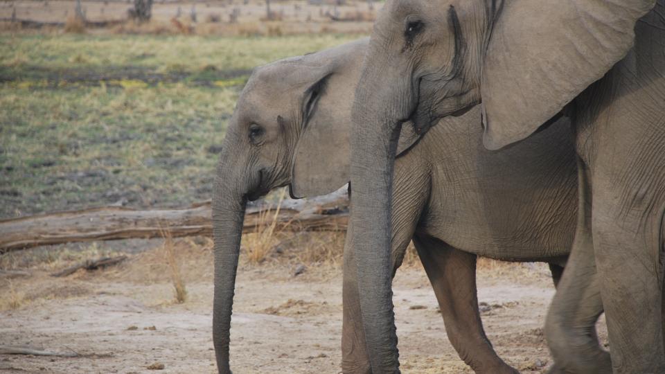 Profiles of two eastern African elephants walking side by side. (Photo: Jess Hunt-Ralston)