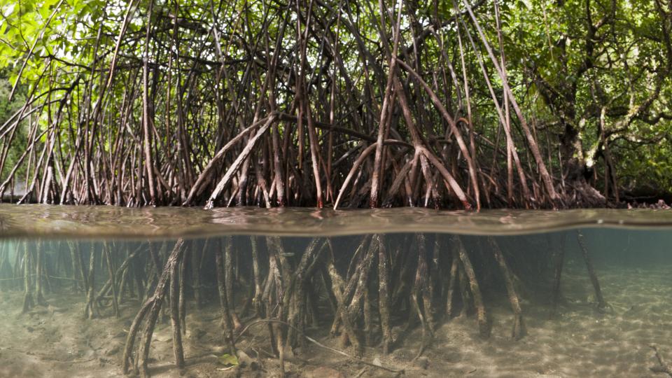 mangroves