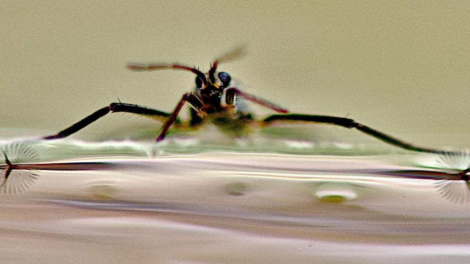 a water bug standing on water