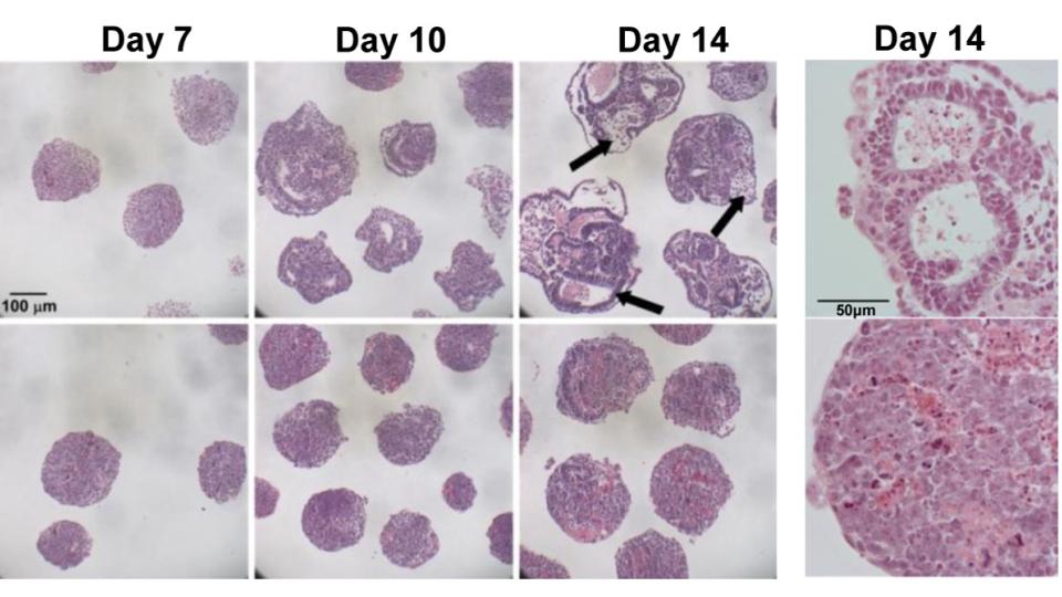Impaired embryoid body differentiation