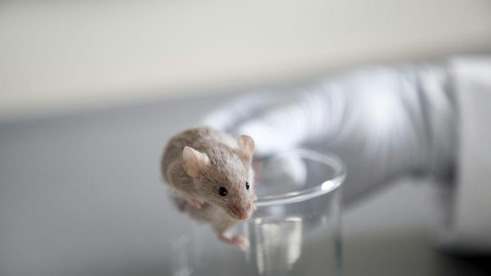  Mice have complex visual systems that can clarify how vision works in people. Westend61/Getty Images