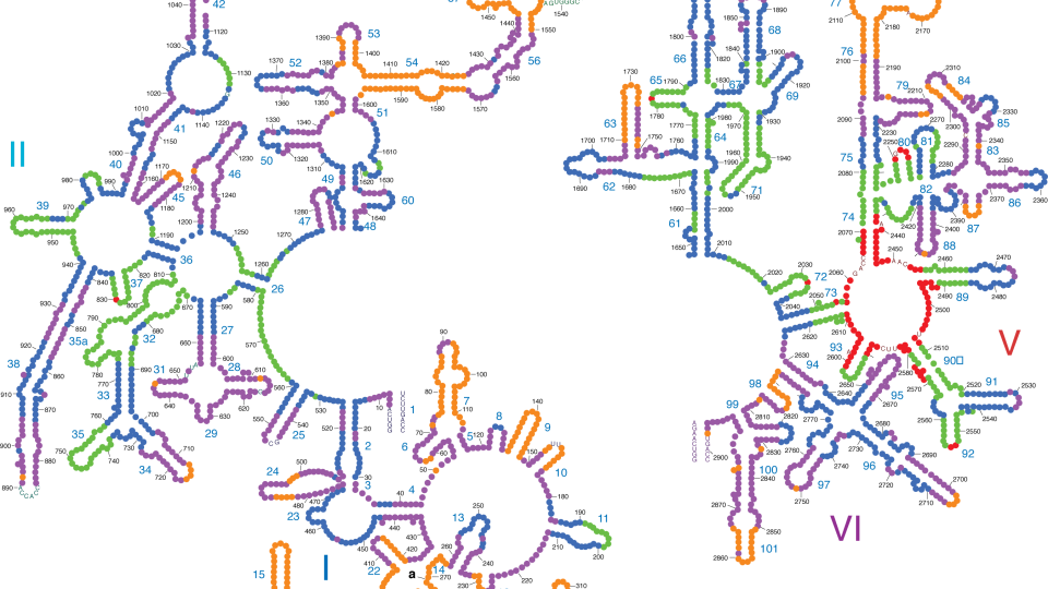 Thermus thermophilus - large submit ribosomal RNA