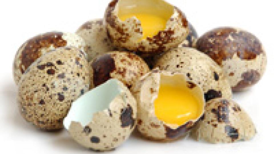 Quail eggs