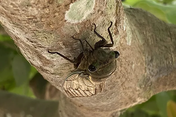 Cicada