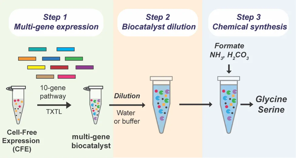 “Part of what makes a cell-free system so efficient,” Westenberg says, “is that it can use cellular enzymes without needing the cells themselves. By generating the enzymes and combining them in the lab, the system can directly convert carbon dioxide into the desired chemicals.”