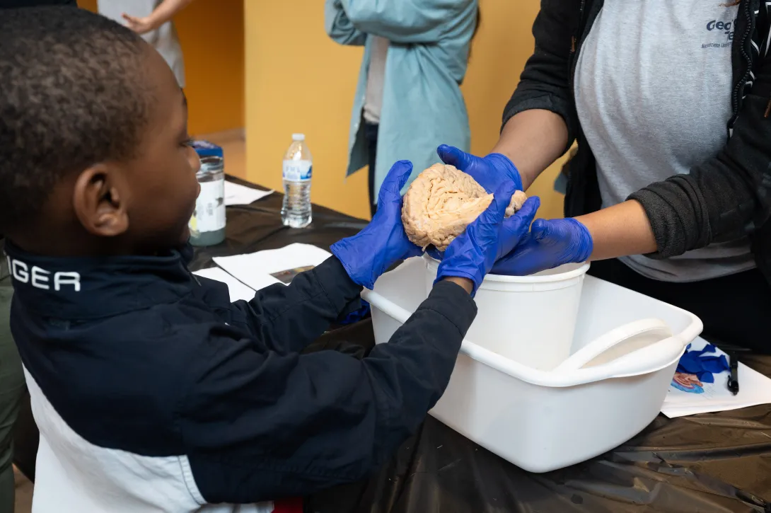 <p><span>A young investigator holds a human brain. (Credit: Joya Chapman)</span></p> A young boy wearing blue latex gloves holds a human brain
