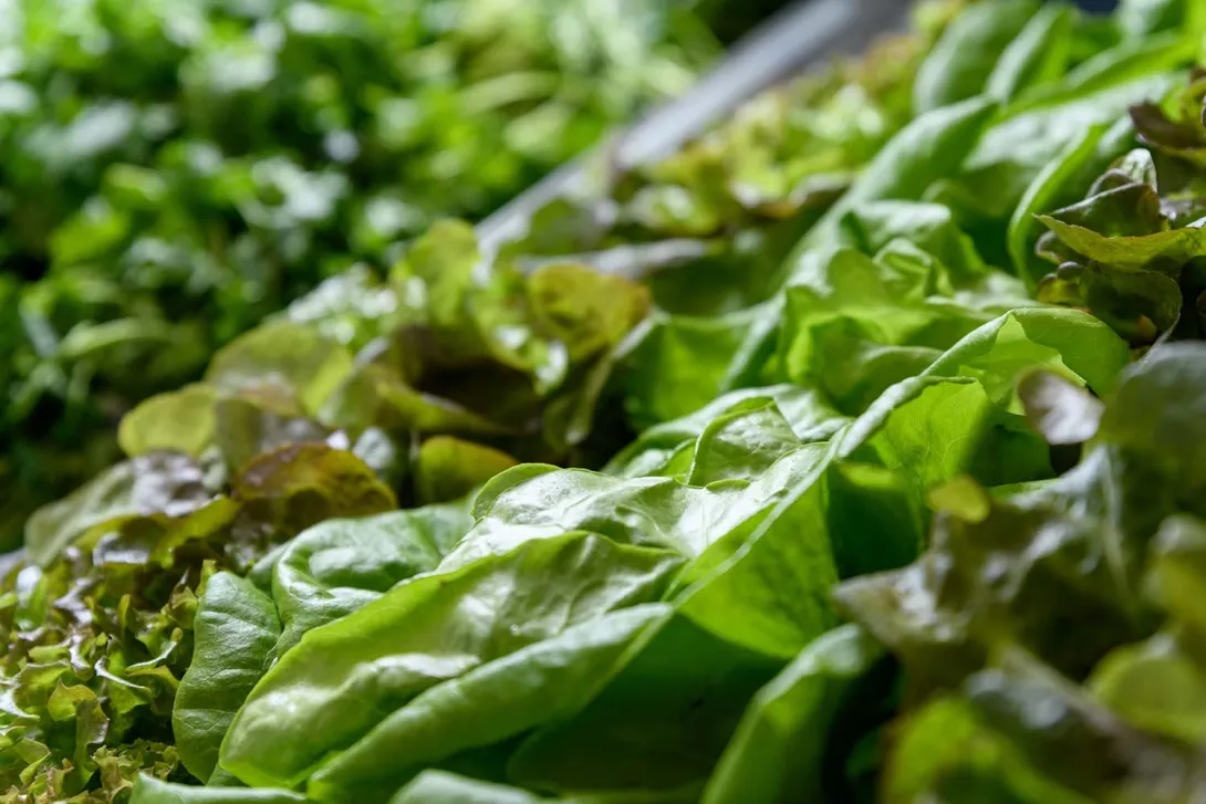 Image of green lettuce leaves