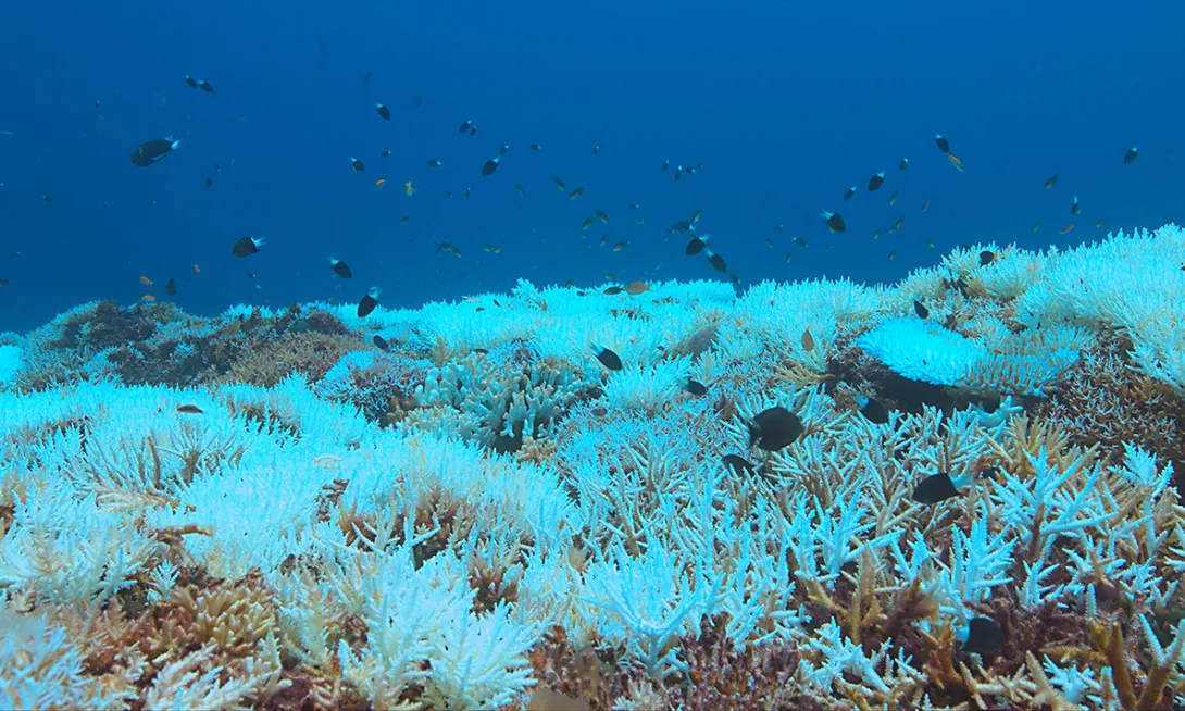 A reef of partially bleached coral under dark blue water with a variety of darkly colored fish swimming above the coral.