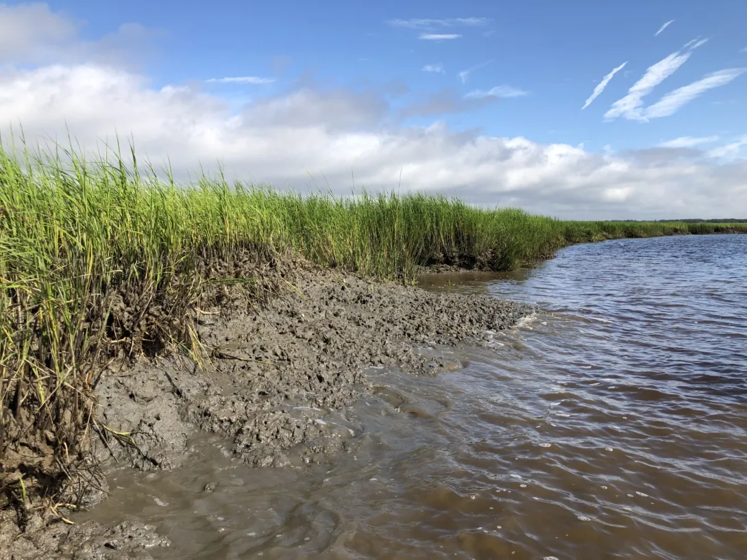 Degraded marsh on Cumberland Island, Georgia.