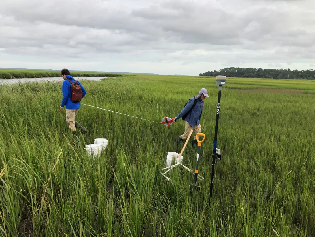 Kostka sampling transects of marshland on Cumberland Island, Georgia.